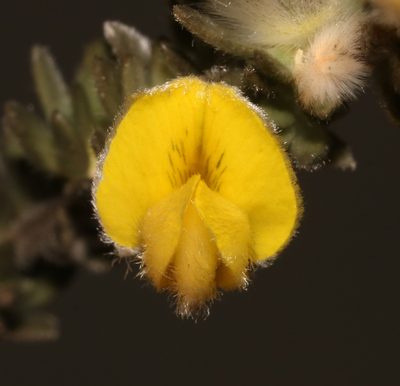 Aspalathus caledonensis, photographed by Brian du Preez