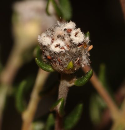 Phylica virgata, photographed by Brian du Preez
