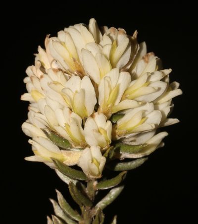 Amphithalea alba, photographed by Brian du Preez
