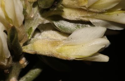 Amphithalea alba, photographed by Brian du Preez