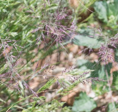 Muhlenbergia microsperma, photographed by Jesse Rorabaugh