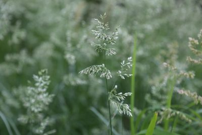 Poa arachnifera, photographed by Nick Loveland