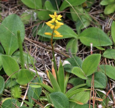 Aletris lutea, photographed by Lauren McLaurin