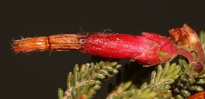 Erica monadelphia, photographed by Brian du Preez