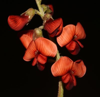 Lessertia miniata, photographed by Brian du Preez