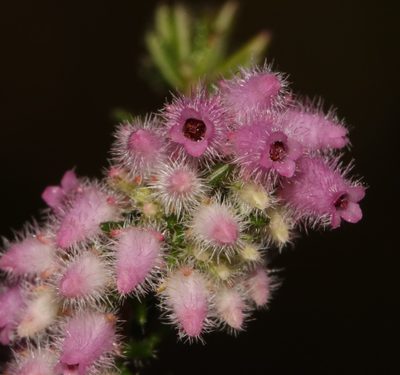 Erica parviflora, photographed by Brian du Preez