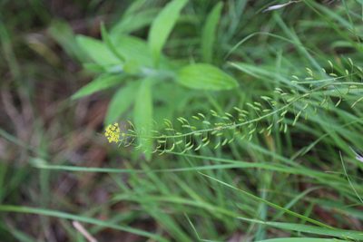 Descurainia pinnata, photographed by Nick Loveland