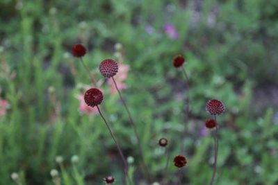 Gaillardia suavis, photographed by Nick Loveland