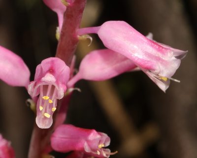 Lachenalia rosea, photographed by Brian du Preez