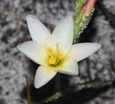 Geissorhiza hispidula, photographed by Brian du Preez