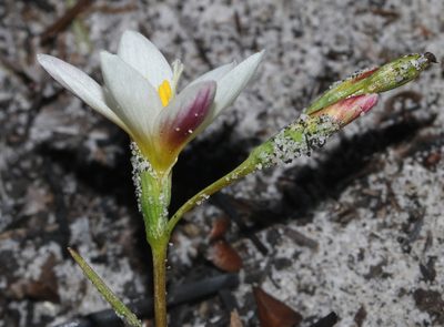 Geissorhiza hispidula, photographed by Brian du Preez