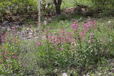 Penstemon triflorus, photographed by Nick Loveland