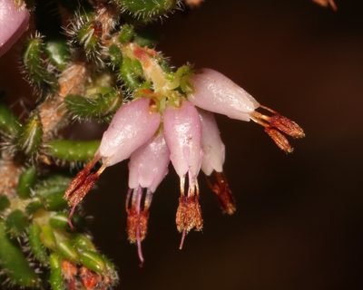 Erica interrupta, photographed by Brian du Preez