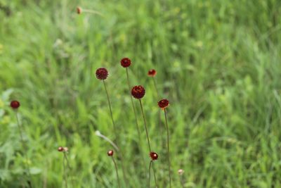 Gaillardia suavis, photographed by Nick Loveland