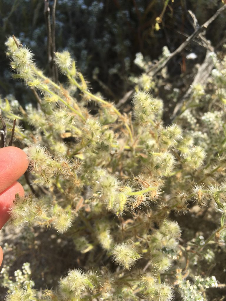 Cryptantha ganderi, photographed by Jennifer Miner