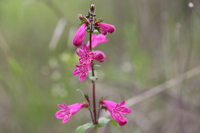 Penstemon triflorus, photographed by Nick Loveland