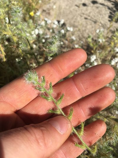Cryptantha ganderi, photographed by Jennifer Miner