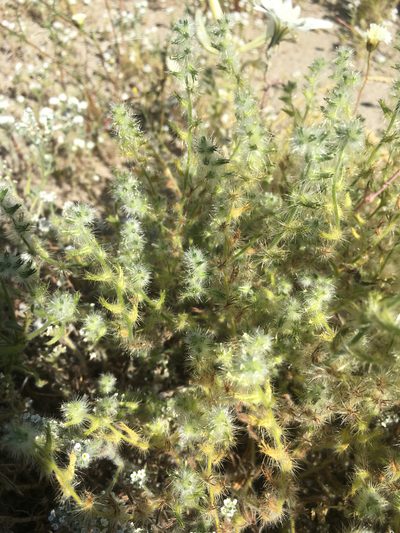 Cryptantha ganderi, photographed by Jennifer Miner