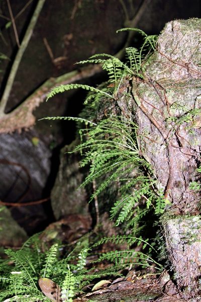 Asplenium dregeanum, photographed by Dr. Alexey Yakovlev