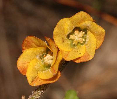 Hermannia scabricaulis, photographed by Brian du Preez