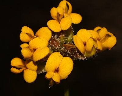 Rhynchosia ferulifolia, photographed by Brian du Preez