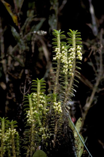 Fernandezia crystallina, photographed by desertnaturalist