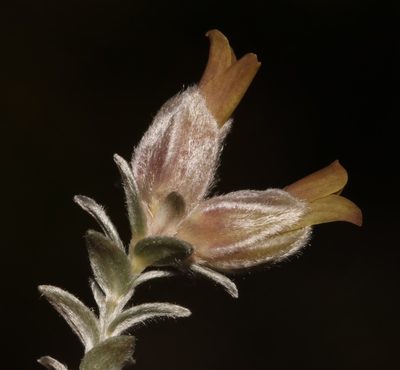 Amphithalea tomentosa, photographed by Brian du Preez