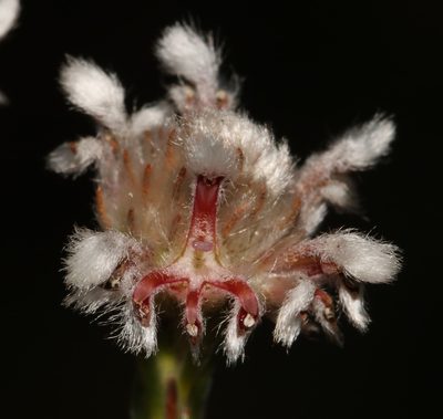 Spatalla ericoides, photographed by Brian du Preez