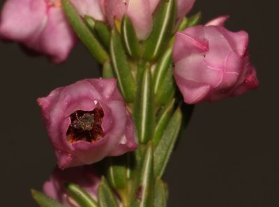 Erica excavata, photographed by Brian du Preez