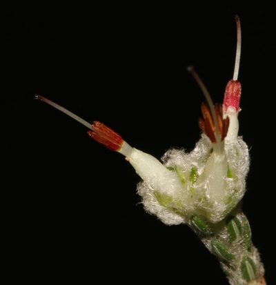 Erica xeranthemifolia, photographed by Brian du Preez