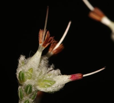 Erica xeranthemifolia, photographed by Brian du Preez