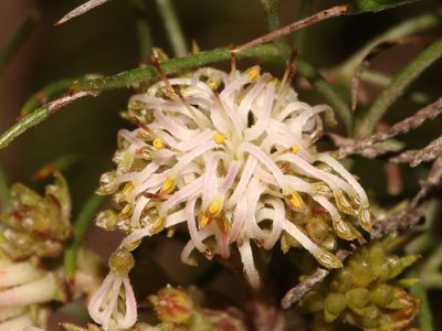 Serruria inconspicua, photographed by Brian du Preez