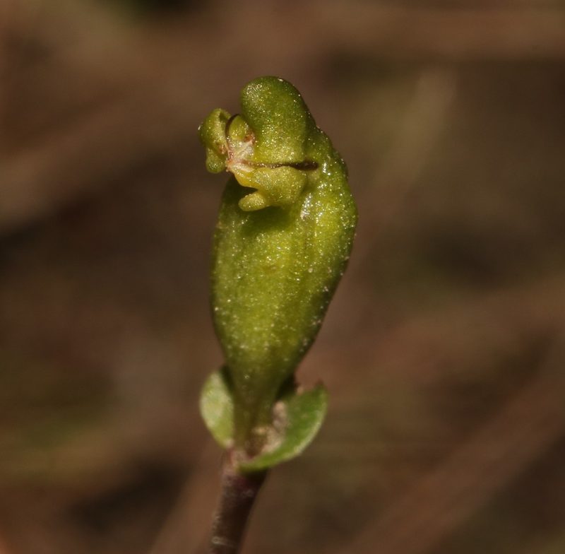 Disperis bodkinii, photographed by Brian du Preez