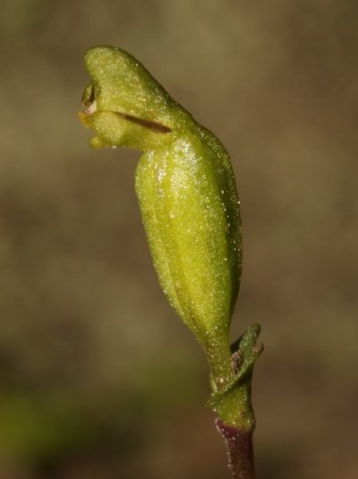 Disperis bodkinii, photographed by Brian du Preez