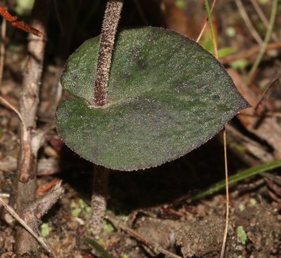 Disperis bodkinii, photographed by Brian du Preez