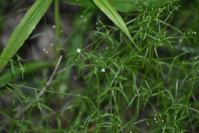 Hydrogalium claytonii, photographed by Anthony A Simmons