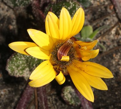 Arctotis angustifolia, photographed by Brian du Preez