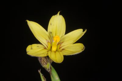 Sisyrinchium pachyrhizum, photographed by aacocucci