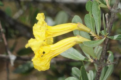 Tabebuia nodosa, photographed by aacocucci