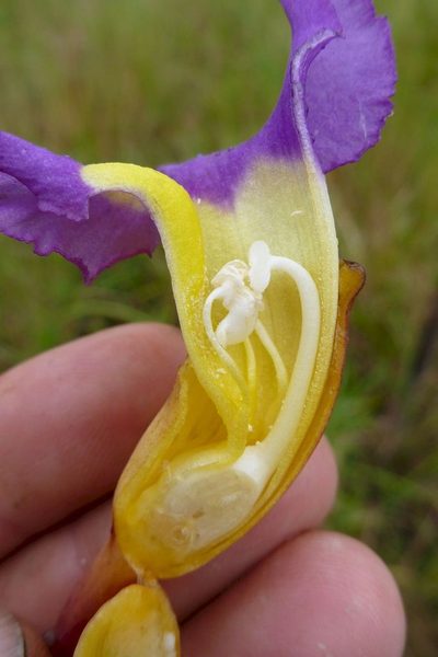 Aeginetia acaulis, photographed by coenobita
