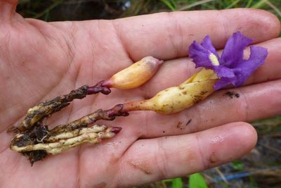 Aeginetia acaulis, photographed by coenobita