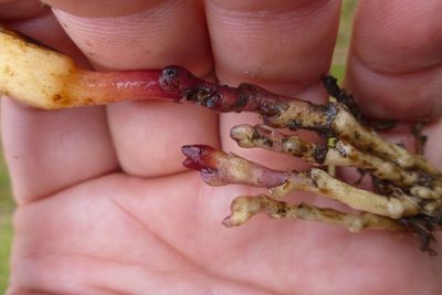 Aeginetia acaulis, photographed by coenobita