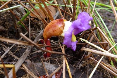 Aeginetia acaulis, photographed by coenobita