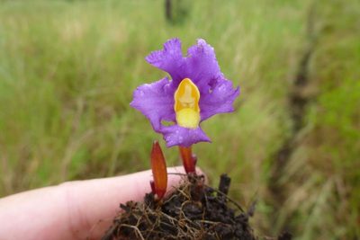 Aeginetia acaulis
