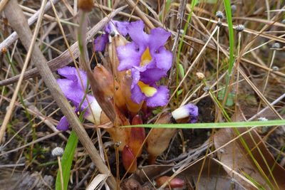 Aeginetia acaulis, photographed by coenobita