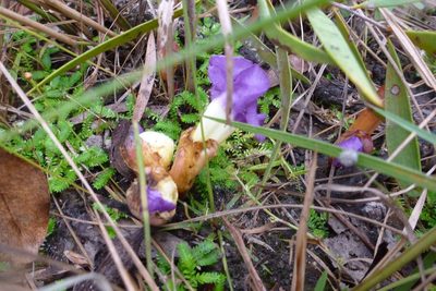 Aeginetia acaulis, photographed by coenobita