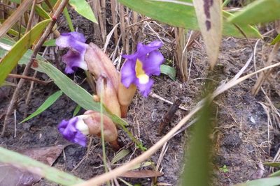 Aeginetia acaulis, photographed by coenobita