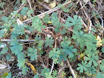 Geranium potentilloides, photographed by John Barkla