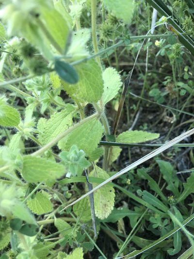 Sideritis lanata, photographed by Cody Stricker