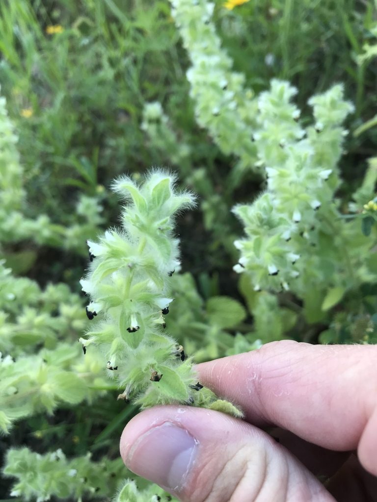 Sideritis lanata, photographed by Cody Stricker